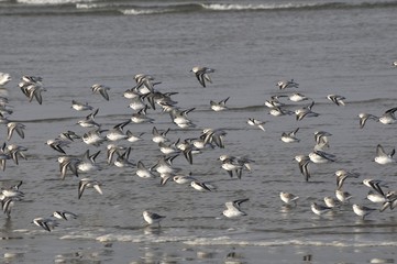 birds taking off at the sea