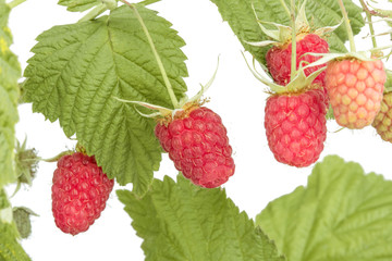 sweet raspberries