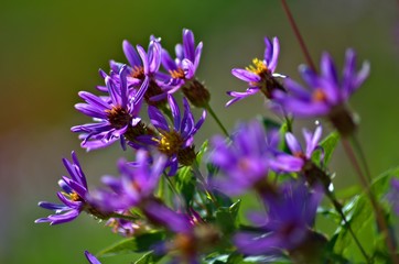 Wildflowers