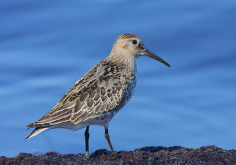 Dunlin