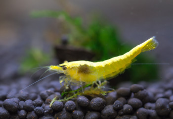 Citrine shrimp