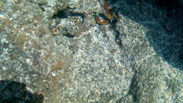 Unterwasseraufnahme von Vulkangestein vor Teneriffa