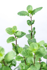Mint plant grow at vegetable garden isolated on the white backgr