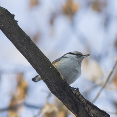 Eurasian or wood nuthatch, Sitta europaea, close-up portrait on tree, selective focus, shallow DOF