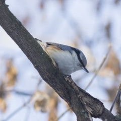 Obraz premium Eurasian or wood nuthatch, Sitta europaea, close-up portrait on tree, selective focus, shallow DOF