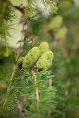 larch cones in the forest