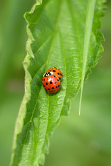 ladybird on a green leaf