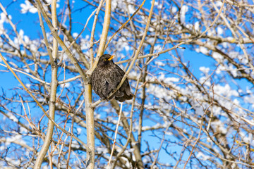 Songbird sitting on a tree.