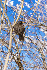 Songbird sitting on a tree.