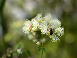 small brown beetle on a white flower