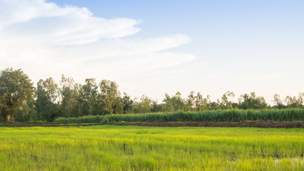 Fototapeta premium Landscape of agriculture farm green rice and sky