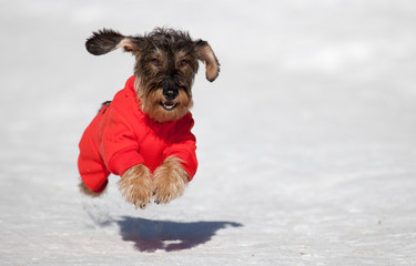 Cane bassotto corre sulla neve