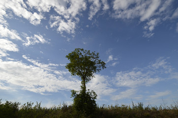 baum am wegrand