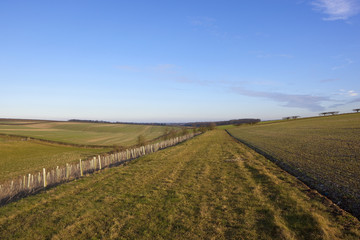 Fototapeta premium bridleway and tree saplings