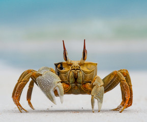 Fototapeta na wymiar Ghost Crab