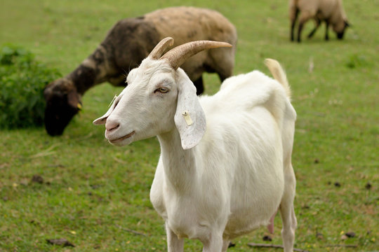 White goat on a sunny meadow summer day