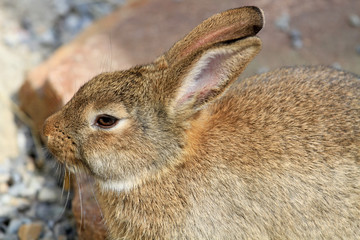 Kaninchen - Hase - Leporidae