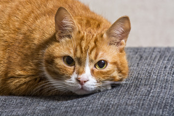 Fototapeta na wymiar a frightened ginger cat 