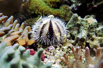 Collector sea urchins. Decorated with stones and seashells. Hidden among the coral.