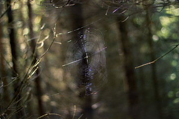 evening sun and the web in the forest