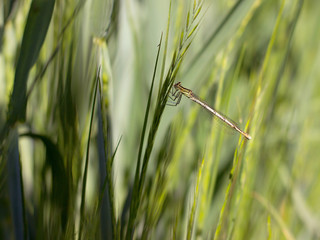 Green dragonfly on the grass near the pond