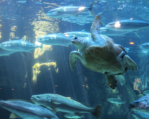 Obraz premium Sea turtle and many fishes at Two Oceans Aquarium, Cape Town, South Africa