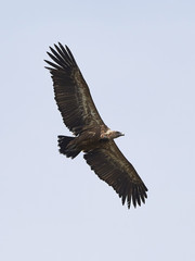 Griffon vulture (Gyps fulvus)