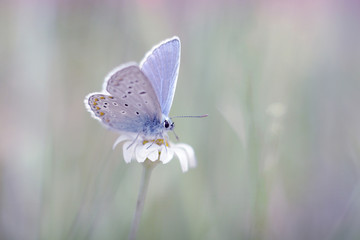 butterfly relaxing on a white daisy