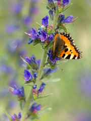 butterfly sitting on a blue flower