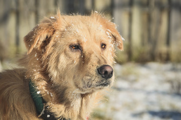 Playing in the Snow