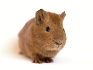 Young guinea pig on a white background