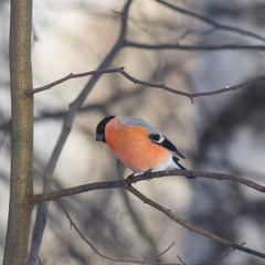 Red-colored Male of Eurasian Bullfinch, Pyrrhula pyrrhula, close-up portrait on branch with bokeh background, selective focus, shallow DOF
