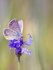 butterfly sitting on a blue flower