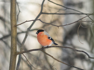 Red-colored Male of Eurasian Bullfinch, Pyrrhula pyrrhula, close-up portrait on branch with bokeh background, selective focus, shallow DOF