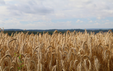 Landschaft in Frankreich 3