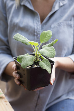 Woman holding sage plant