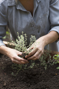 Woman planting thyme in garden