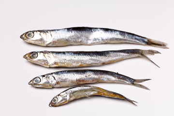 Anchovy from the Black sea - salted small fish lying on a white