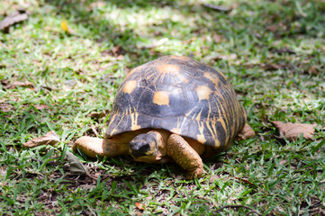 Hermann's turtle walking