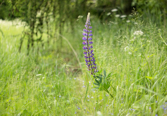lupine blooming in the meadow