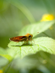 orange butterfly sitting on a plant