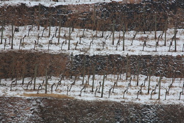 Vines terraces in Winter at snow – Radebeul, Saxony