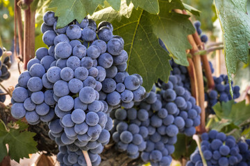 Wine grapes in a vineyard before autumn harvest