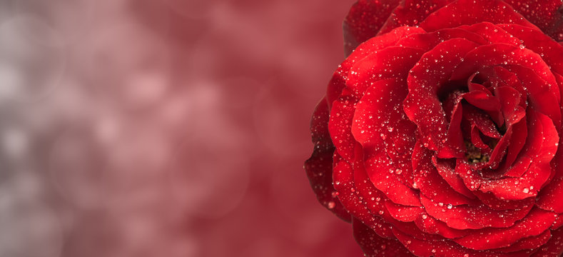 Muttertag Valentinstag Rosenhintergrund mit Tautropfen