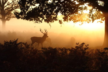 Red deer silhouettes.