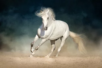 Gordijnen Wit paard rent vooruit in stof op donkere achtergrond © callipso88