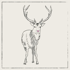 Wild Stag hand drawn with frame