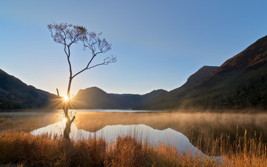 Fototapeta na wymiar The Lone Tree during sunrise at Buttermere, Lake District 