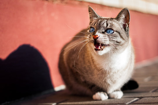 Angry cat