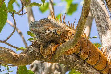 Portrait of a male green Iguana relaxing in a tree near the old